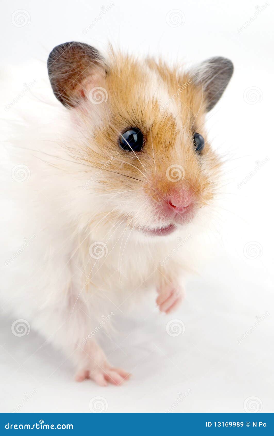 Hamster free porn pictures
