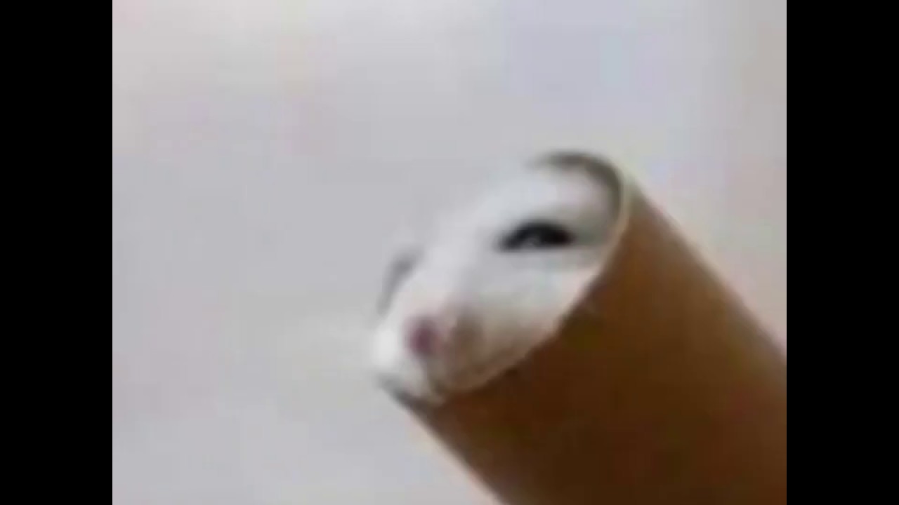 Hamster porno tube