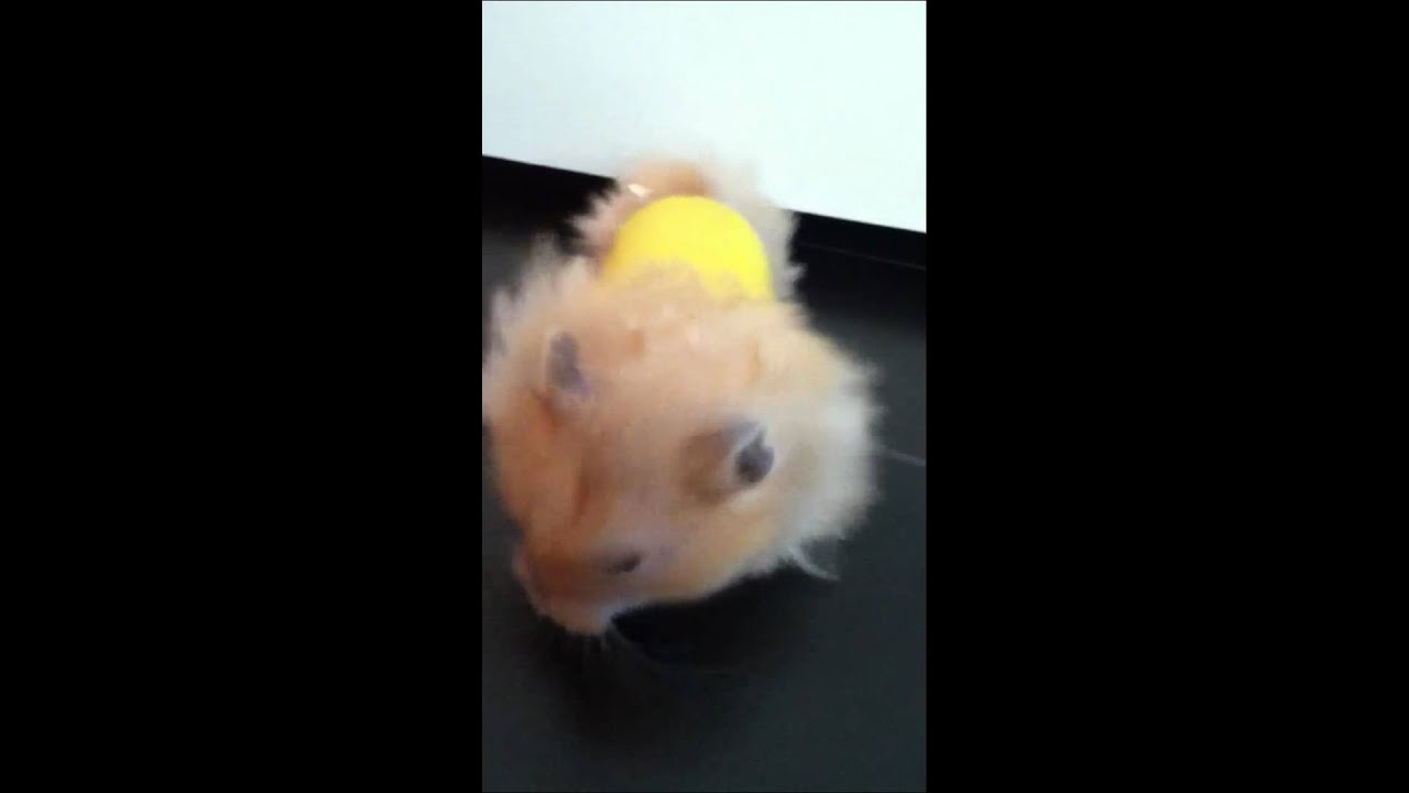 tube Hamster porno