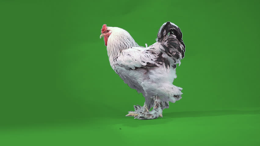 Huge cock videos