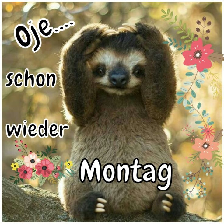 Lustige bilder zu montag