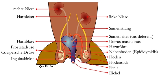 hoden abbinden und Penis